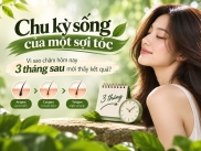 Chu kỳ sống của một sợi tóc: vì sao chăm hôm nay 3 tháng sau mới thấy kết quả