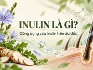 Inulin Là Gì? Công Dụng Của Inulin Trên Da Đầu