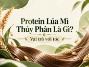 Protein Lúa Mì Thủy Phân Là Gì? Vai Trò Với Tóc