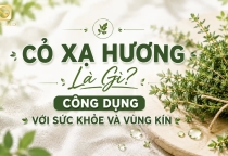 Cỏ Xạ Hương Là Gì? Công Dụng Với Sức Khỏe Và Vùng Kín