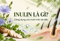 Inulin Là Gì? Công Dụng Của Inulin Trên Da Đầu