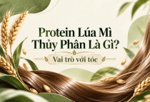 Protein Lúa Mì Thủy Phân Là Gì? Vai Trò Với Tóc