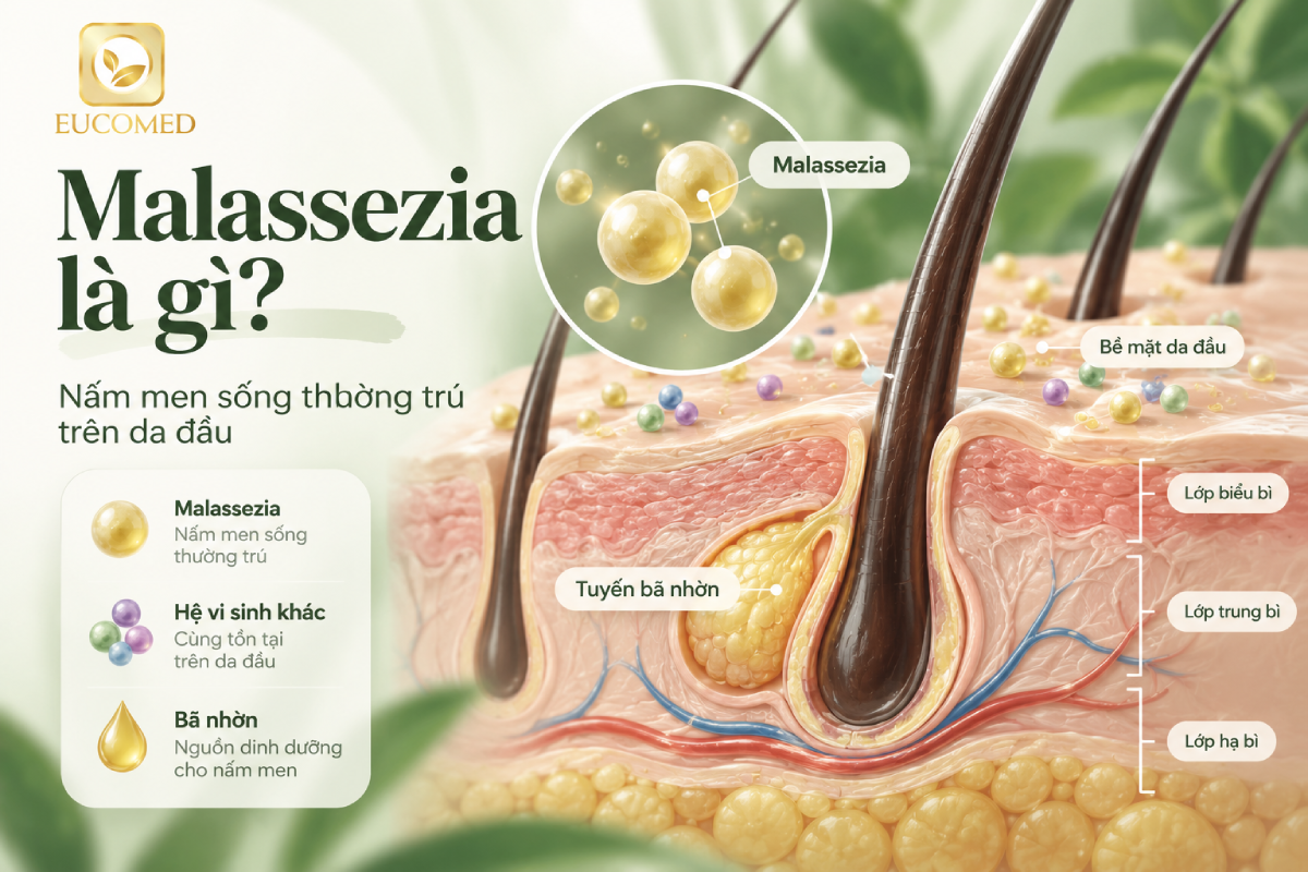 nấm men malassezia là gì