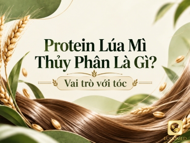Protein Lúa Mì Thủy Phân Là Gì? Vai Trò Với Tóc